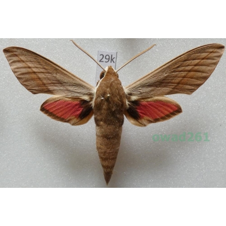 Theretra alecto (Linnaeus, 1758) ex. ovo Greece, Rhodes29k